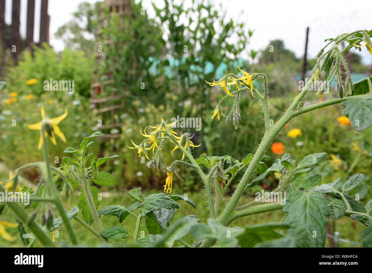 Yellow tomato flowers on a cherry tomato bush plant in a rural allotment Stock Photo