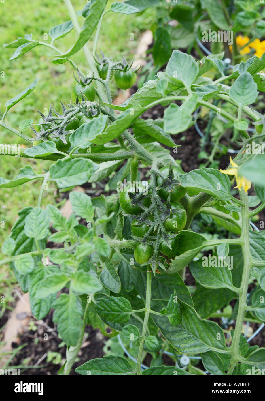 Dark green tomatoes growing on a cherry tomato plant in a vegetable bed Stock Photo