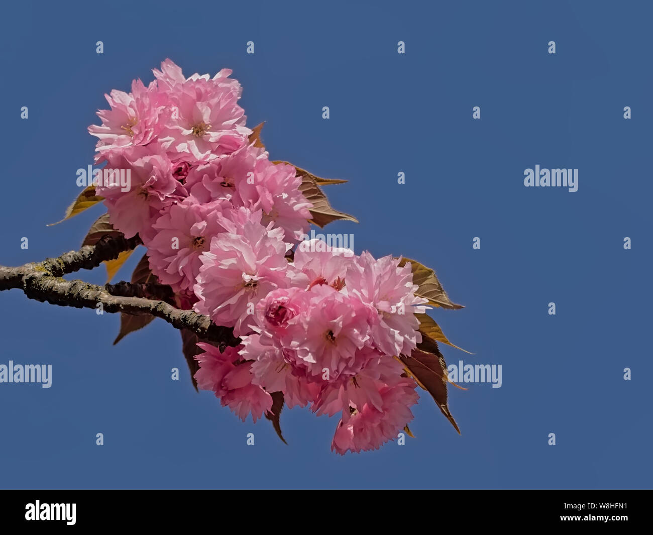 Flowering Japanese cherry blossoms against a clear blue sky - Prunus serrulata Stock Photo