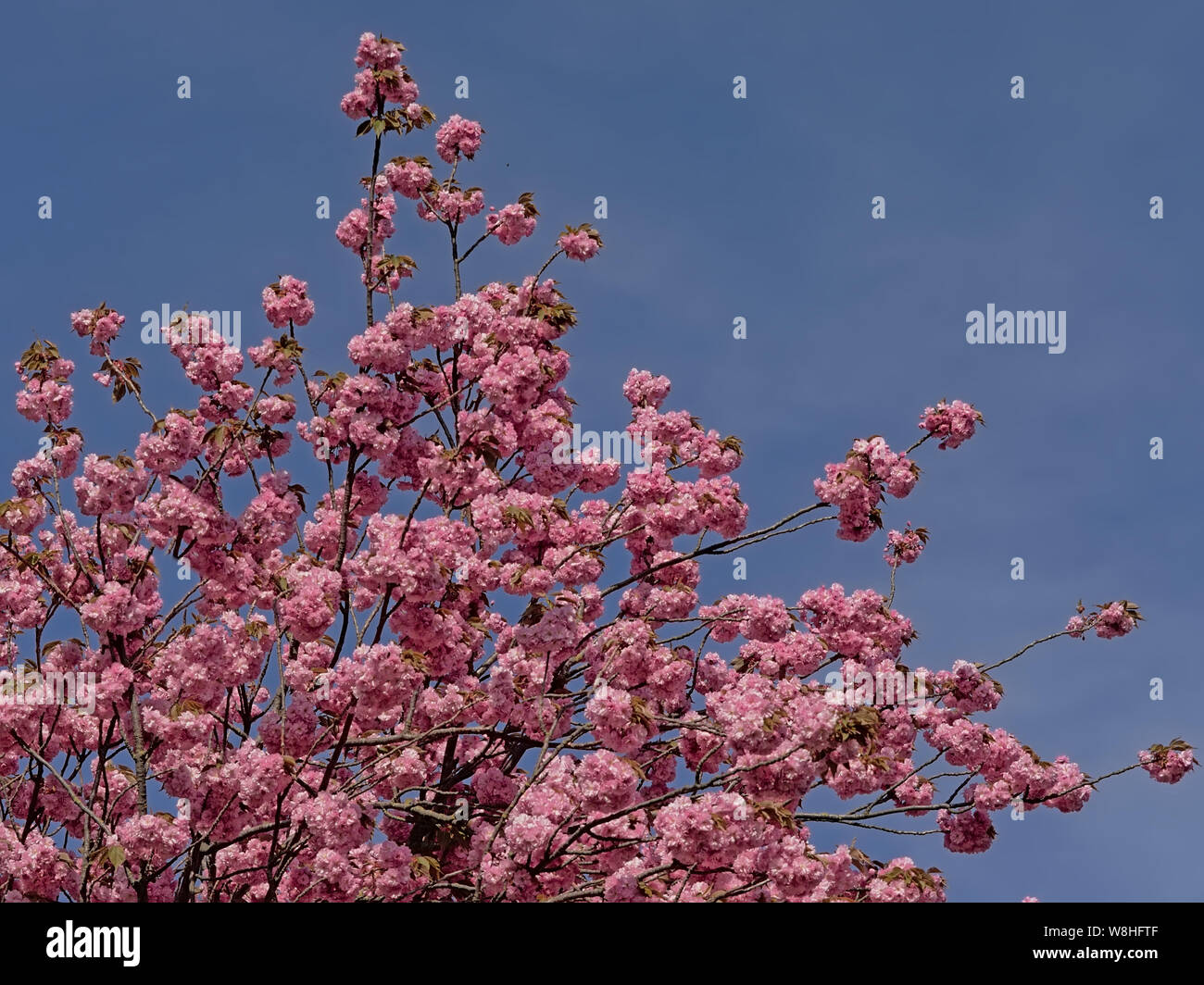 Flowering Japanese cherry blossoms against a clear blue sky - Prunus serrulata Stock Photo