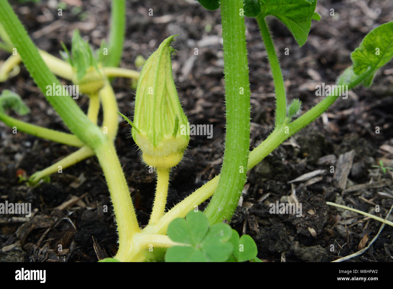 Close-up of a young Turks Turban gourd female flower among prickly cucurbit vines Stock Photo
