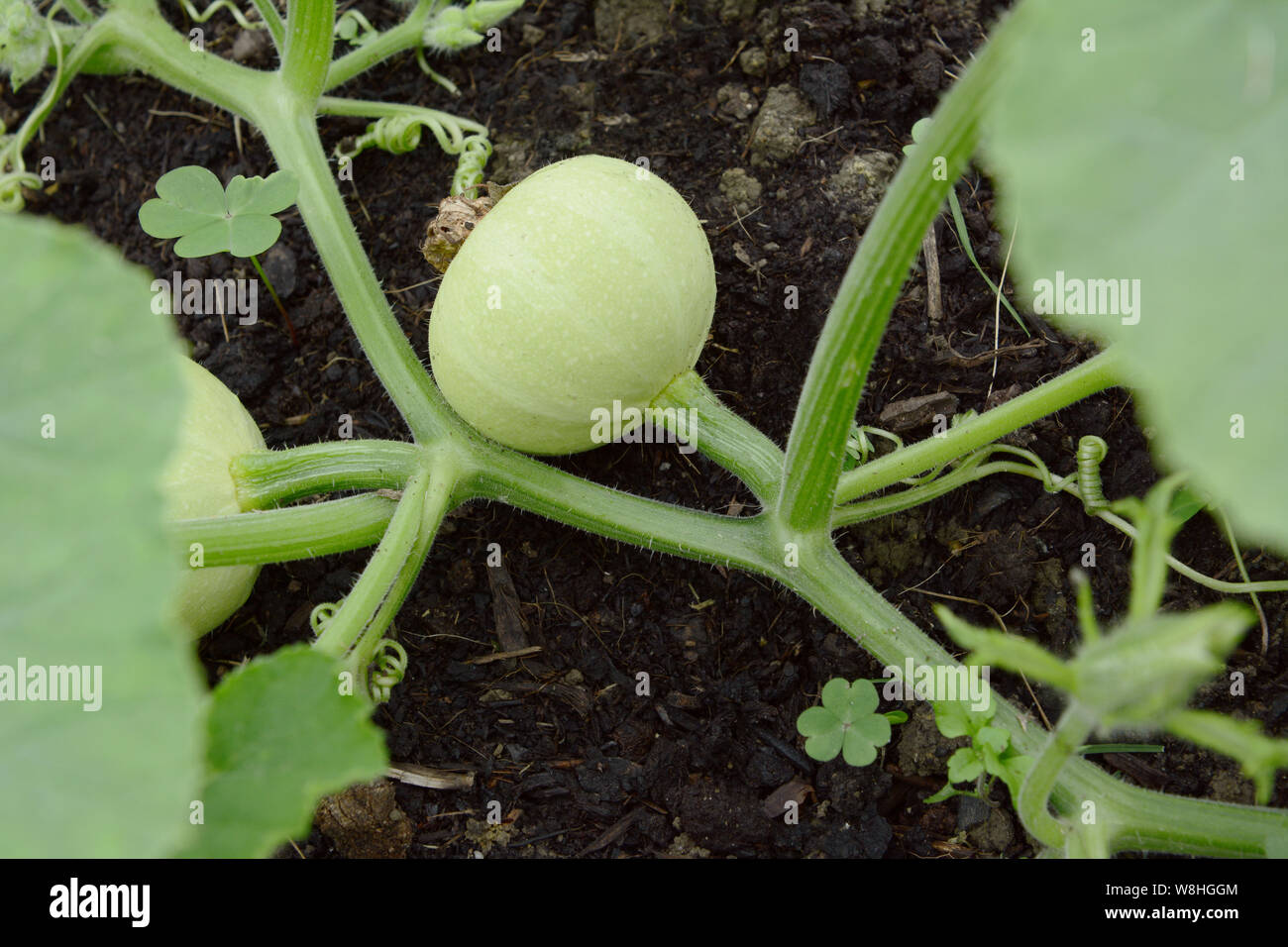 Smooth-skinned, pale green ornamental gourd growing on a prickly vine on dark compost Stock Photo