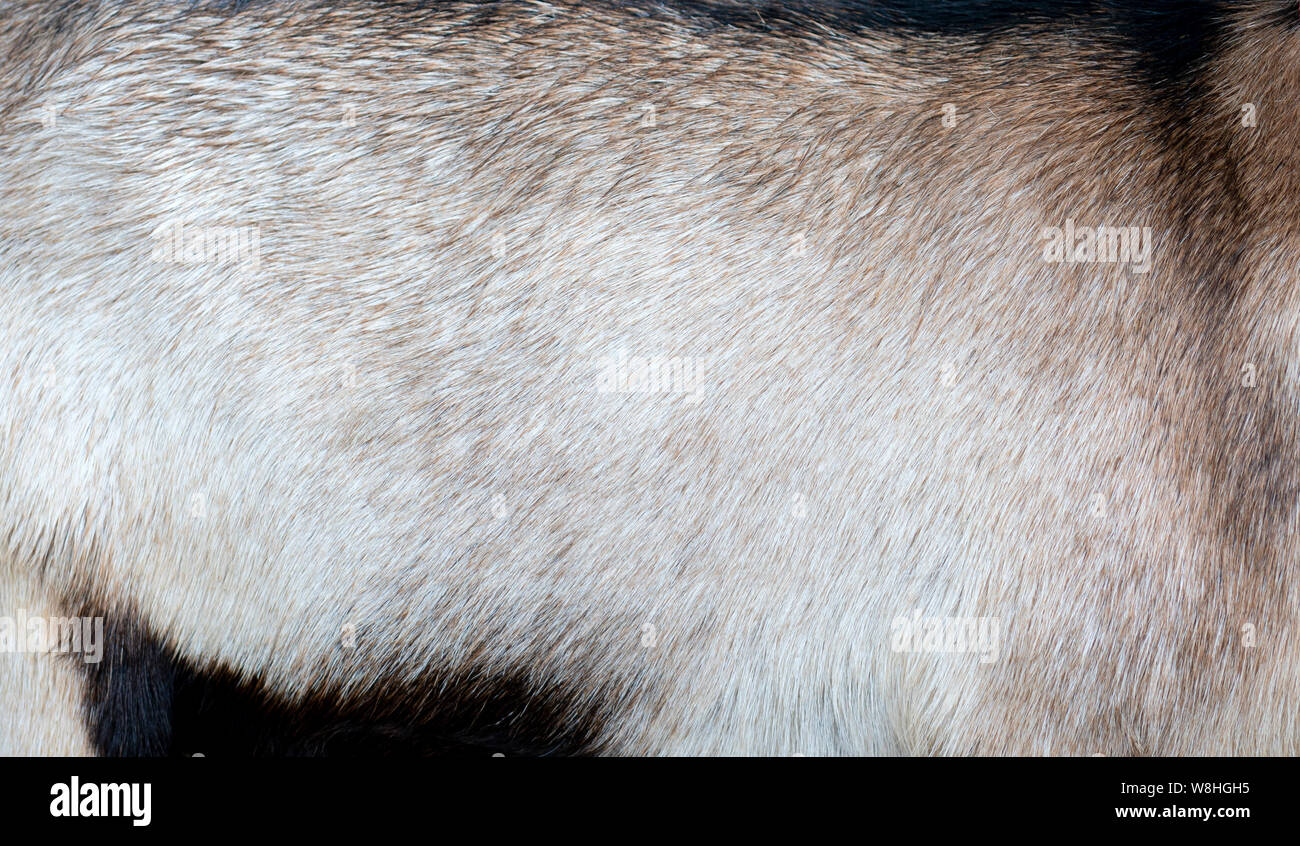 Goat fur texture - farm pet Stock Photo - Alamy