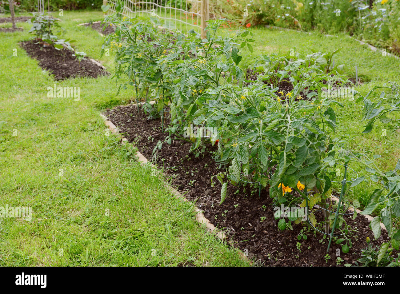Row of Red Alert cherry tomato plants growing in a tidy rural allotment Stock Photo