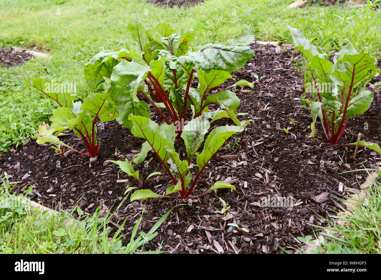 Vegetable bed full of beetroot plants with green leaves and deep red stems Stock Photo Alamy