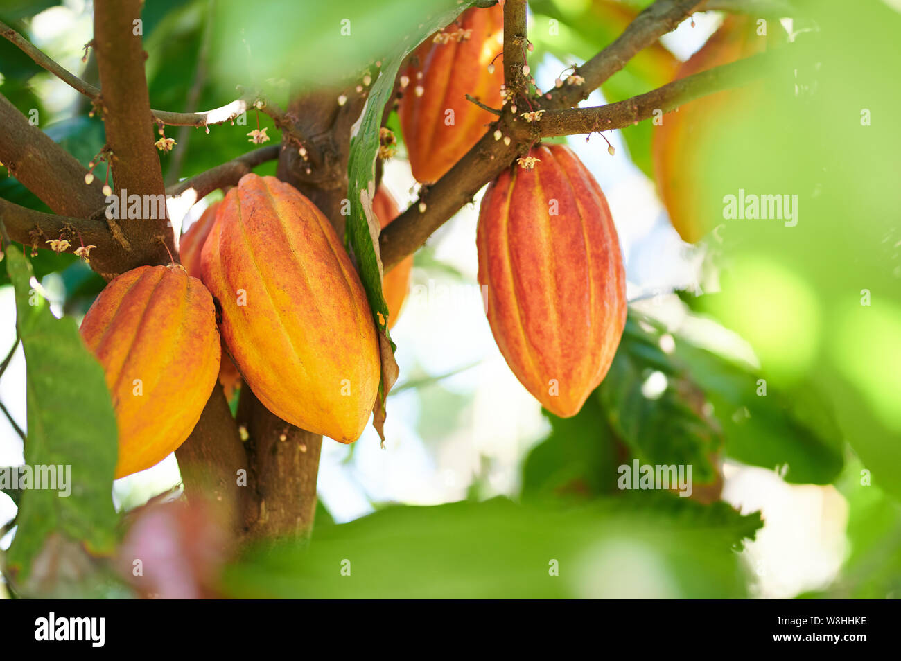 Cacao harvesting theme. Orange color cocoa pods hanging on tree in sunlight Stock Photo