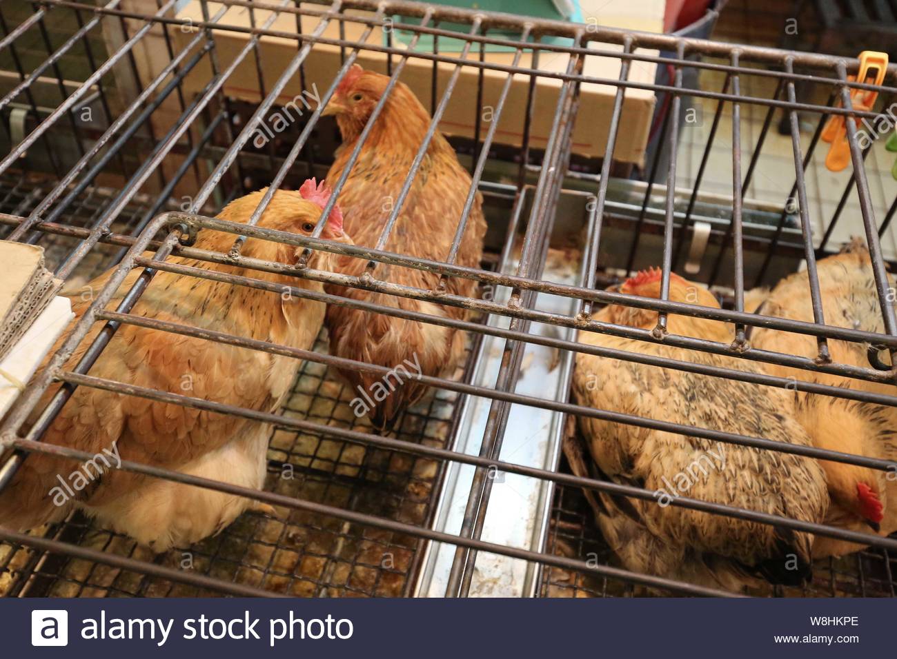 Sales Of Chickens Stock Photos Sales Of Chickens Stock Images Alamy