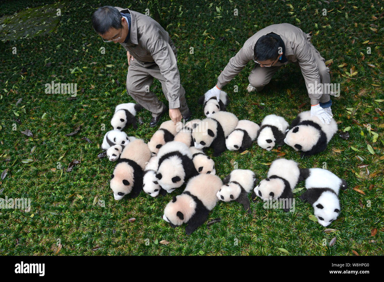 Чэнду китай зоопарк панды. Гигантские панды сычуань. Большая панда. Чэнду китай панды заповедник. Китай заповедник чендуй панда.