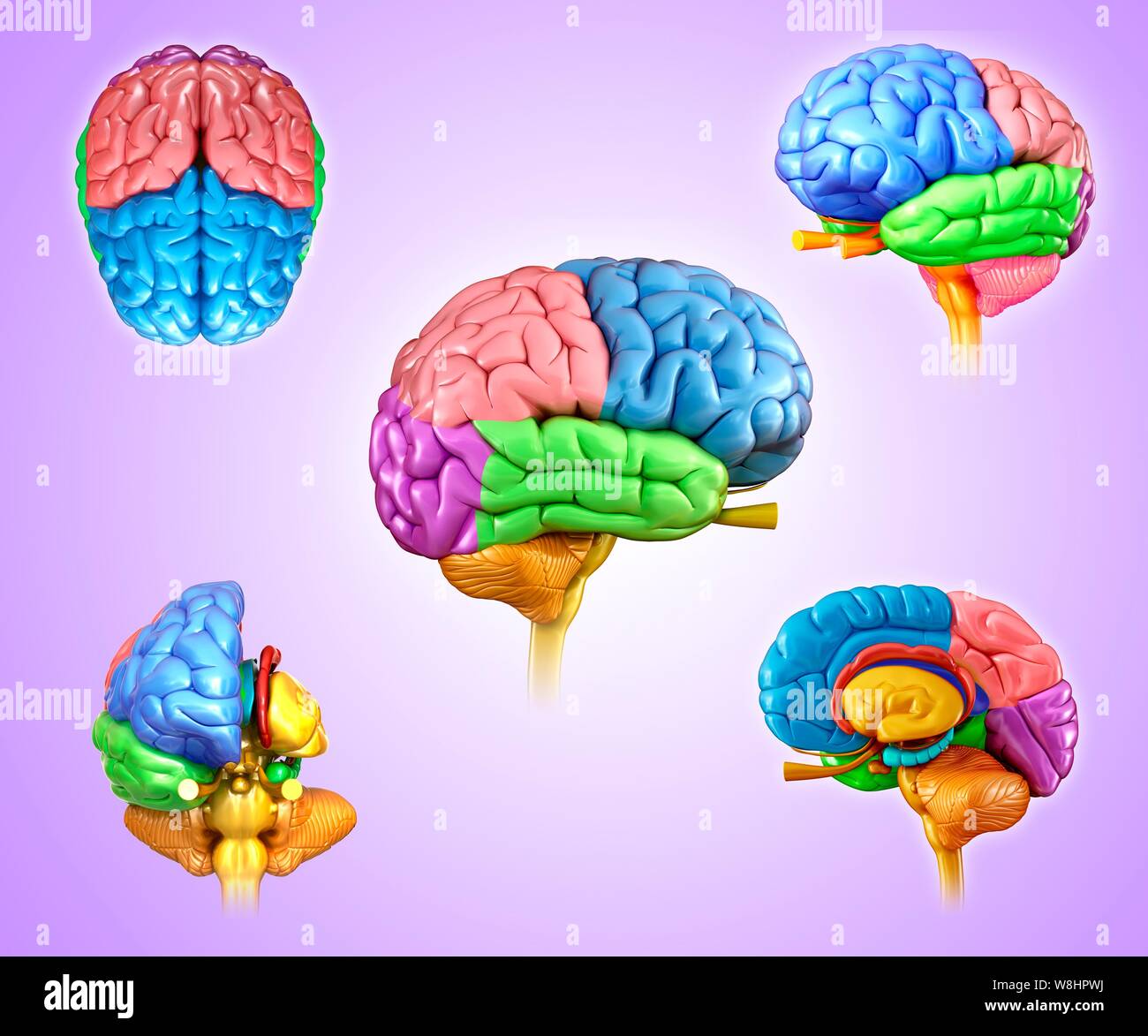 Illustration of human brain regions Stock Photo - Alamy