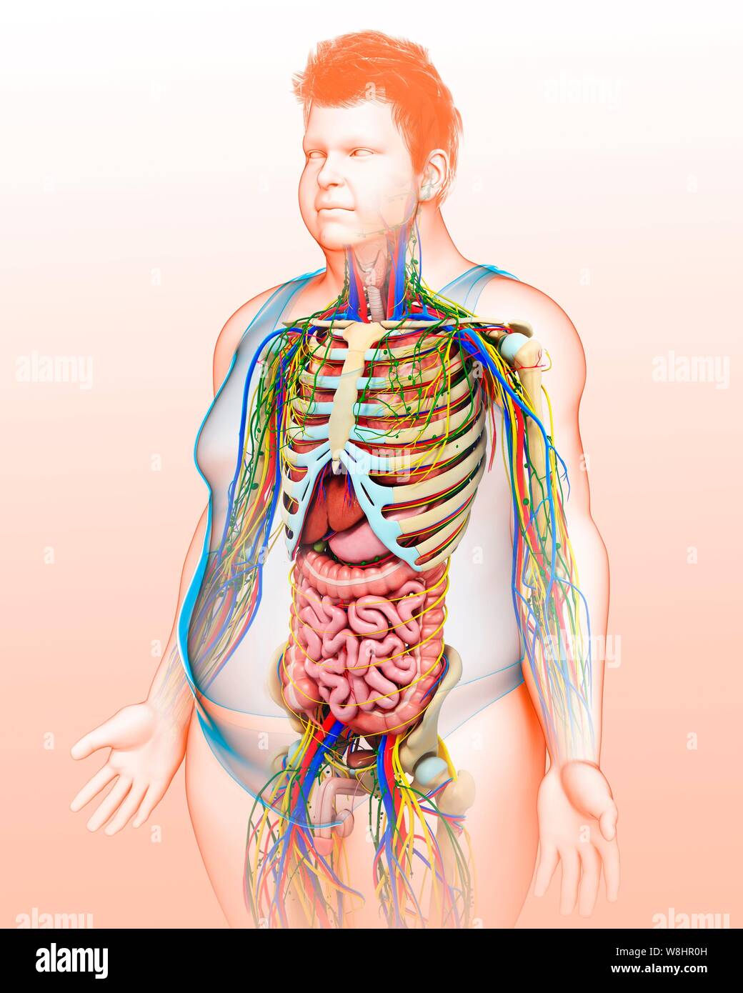 Illustration Of Male Anatomy Stock Photo Alamy