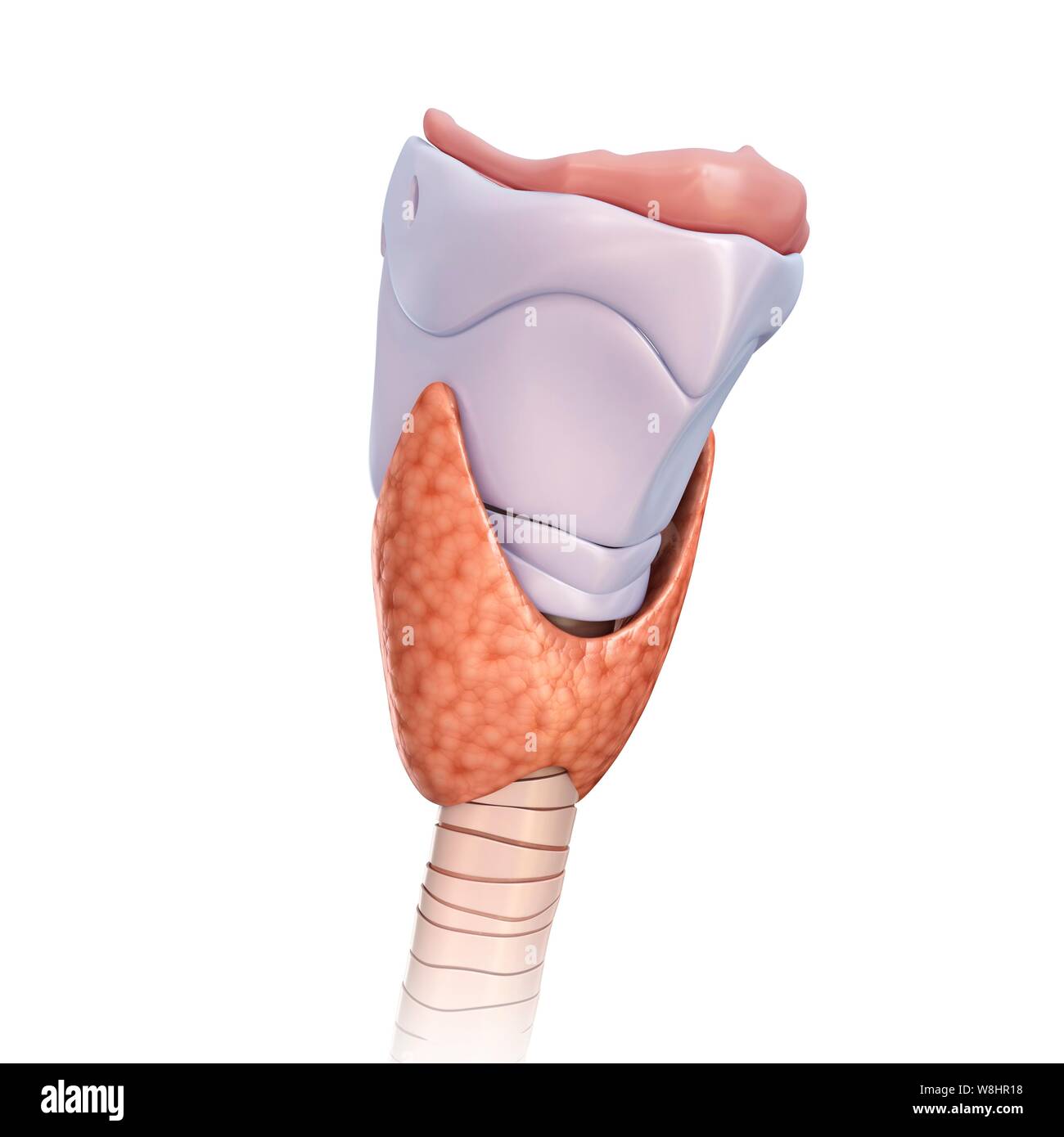 Tyroid Ink Illustration of the thyroid gland and its cartilage Stock Photo - Alamy