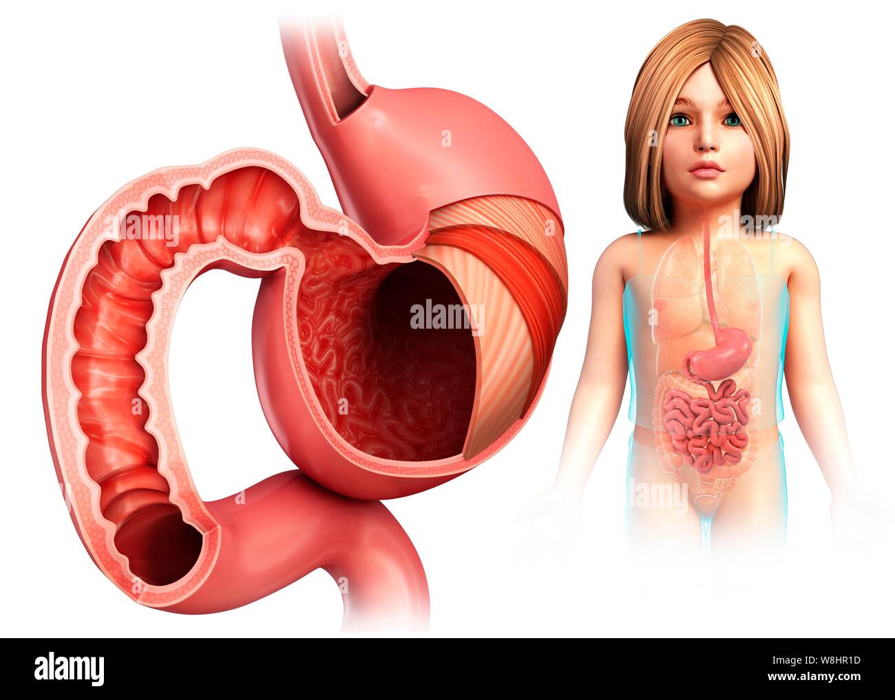 Illustration of a child's stomach layers and duodenum. Stock Photo