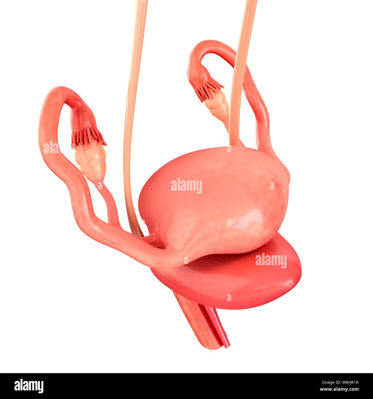 Illustration of female reproductive organs and bladder Stock Photo Alamy