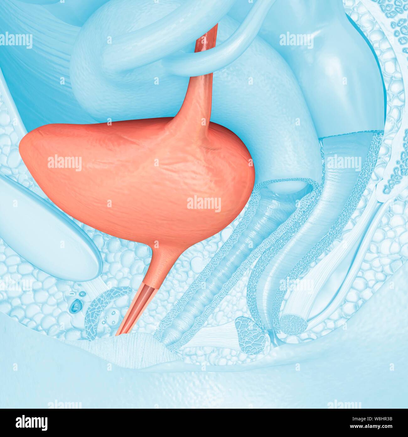 Illustration of female bladder and urethra. Stock Photo