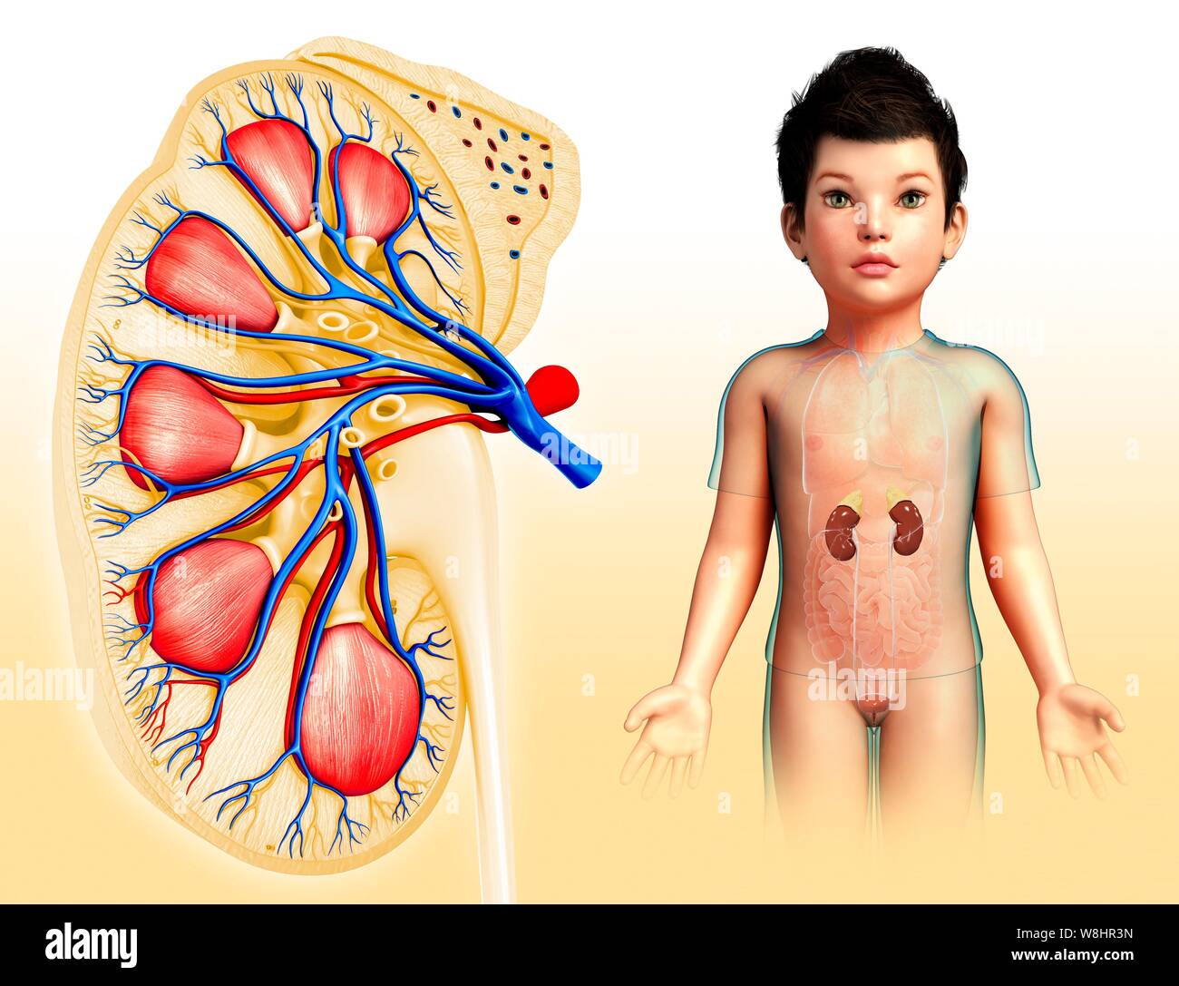 Infant Kidneys Illustration of a child's kidney anatomy Stock Photo - Alamy