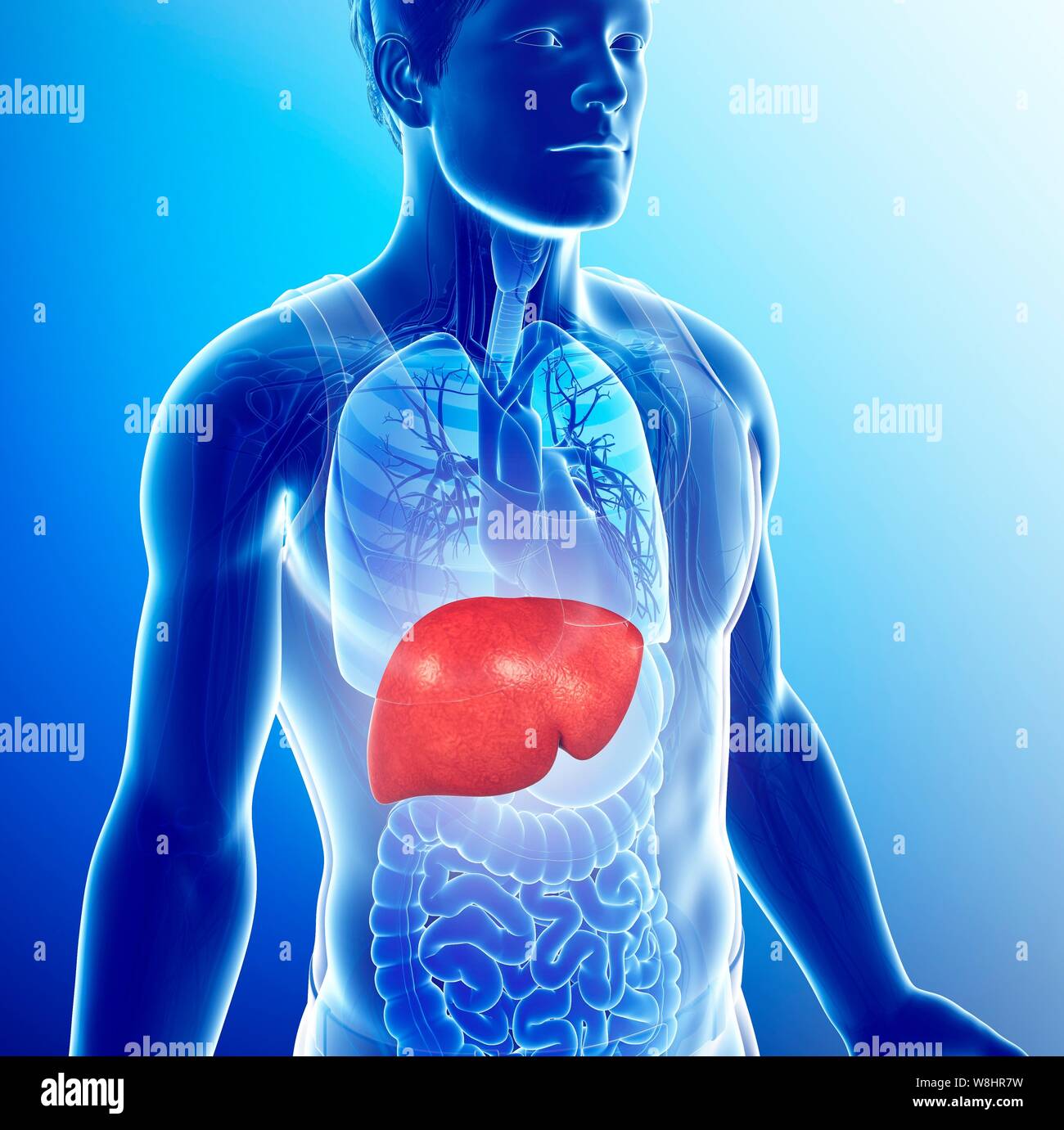 Illustration of male liver Stock Photo - Alamy