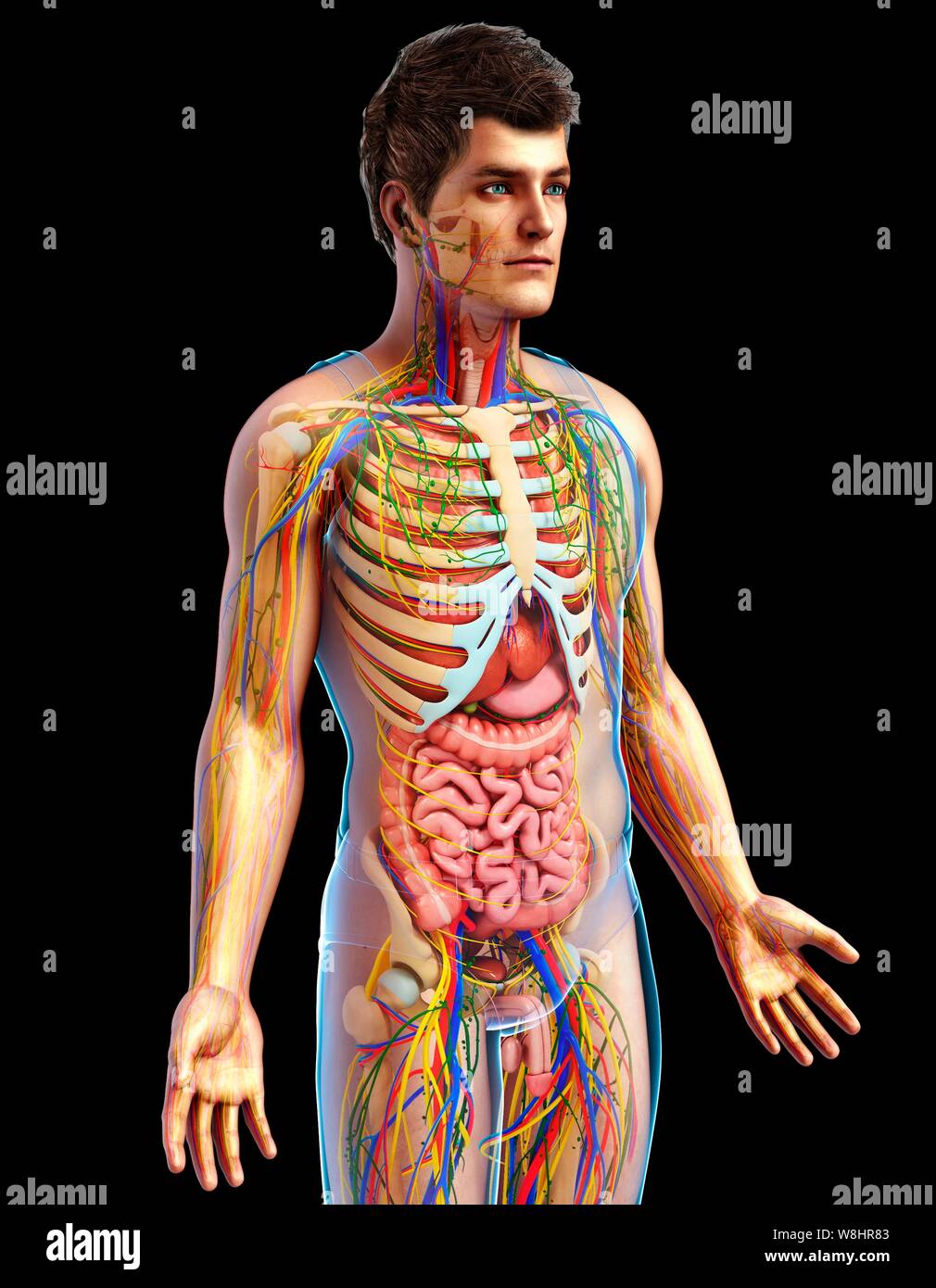 Illustration of male anatomy Stock Photo - Alamy