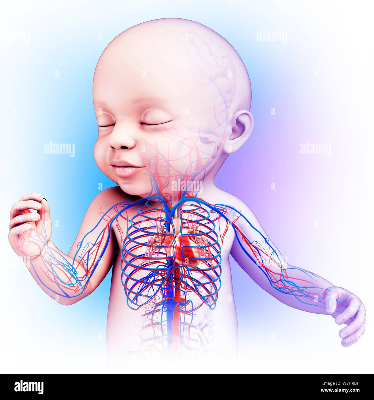 Illustration of a baby s heart and circulatory system Stock Photo Alamy