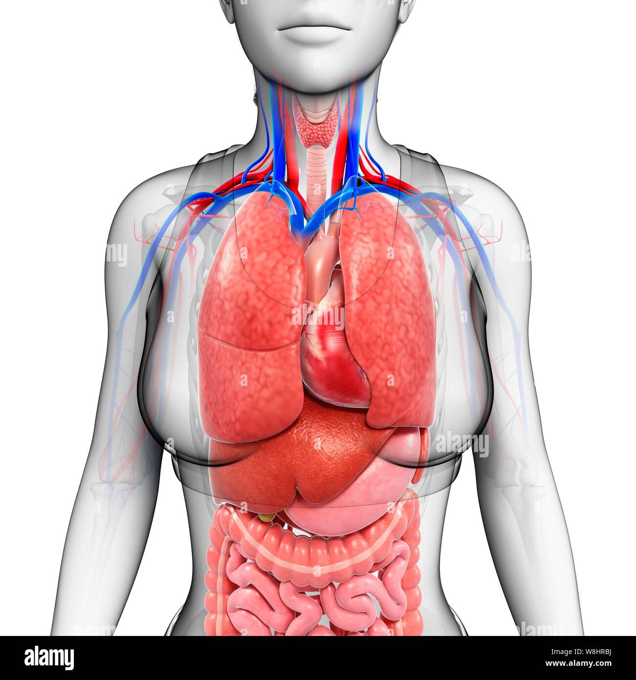 Illustration of female body organs Stock Photo - Alamy