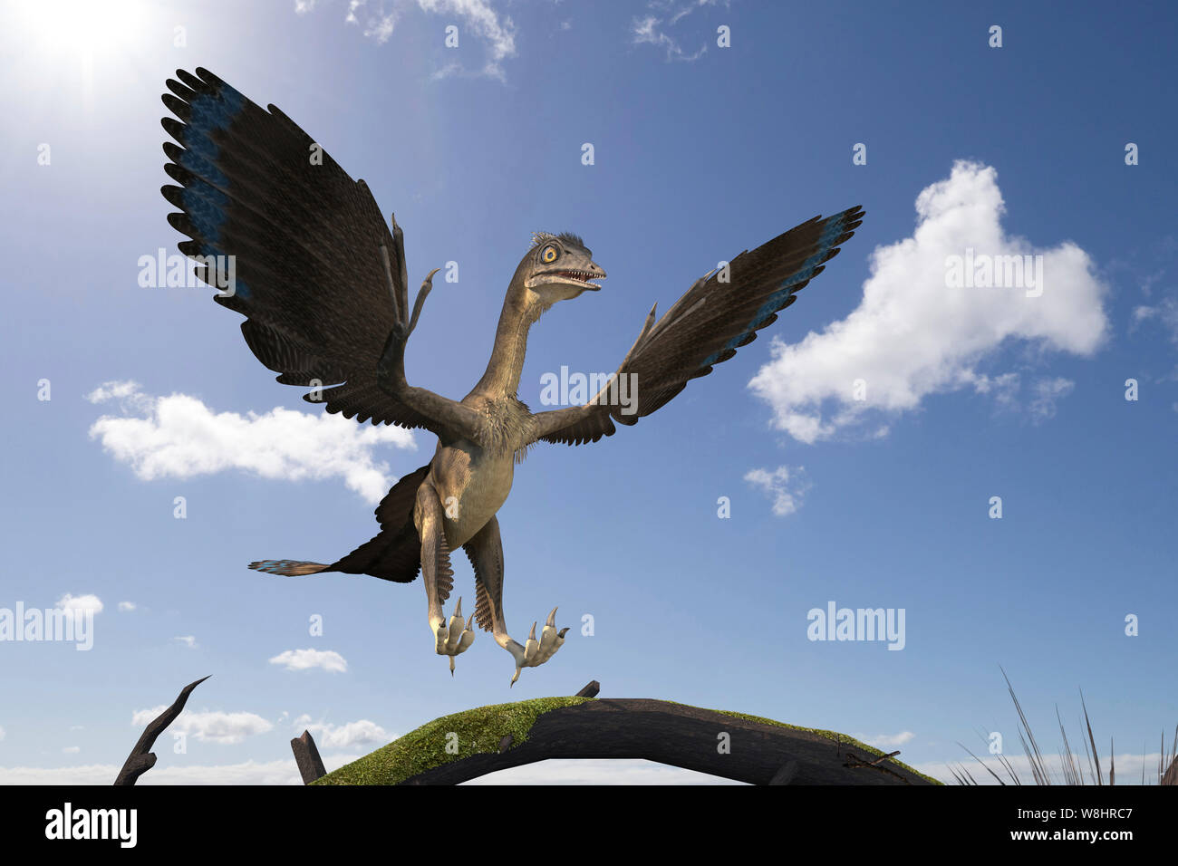 Archaeopteryx dinosaur, illustration. These bird like dinosaurs lived about 150 million years ago during the late Jurassic period. Stock Photo