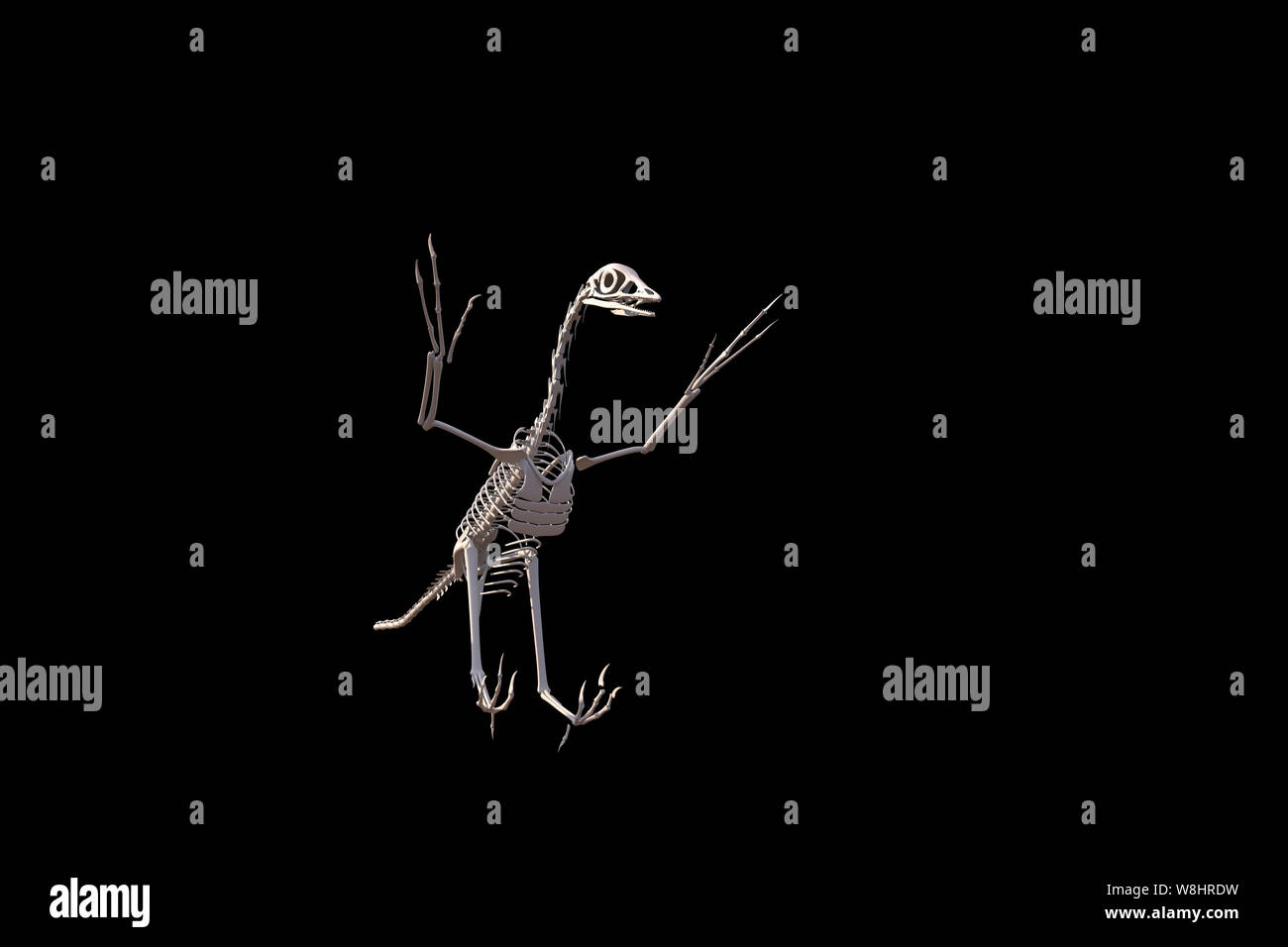 Archaeopteryx dinosaur skeletal structure against black background, illustration. These bird like dinosaurs lived about 150 million years ago during the late Jurassic period. Stock Photo