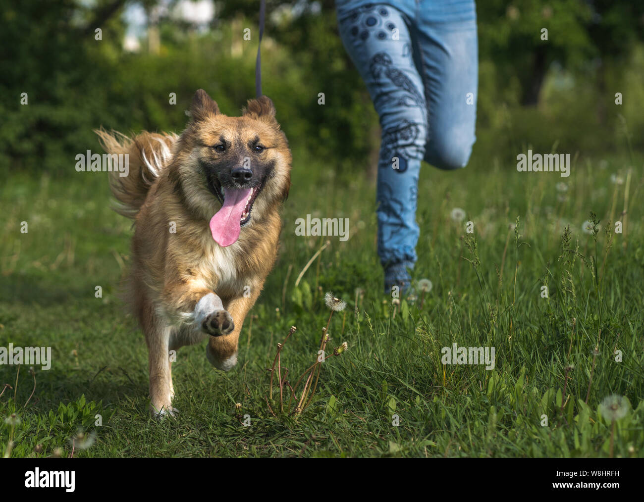 A girl is running with a mixed breed dog while walking the dog in the park. Happy dog running and smiling. Funny moment of the running dog. Stock Photo