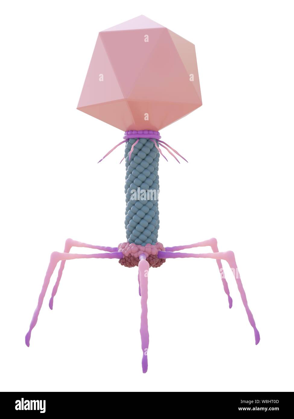 Bacteriophage, computer illustration. Stock Photo