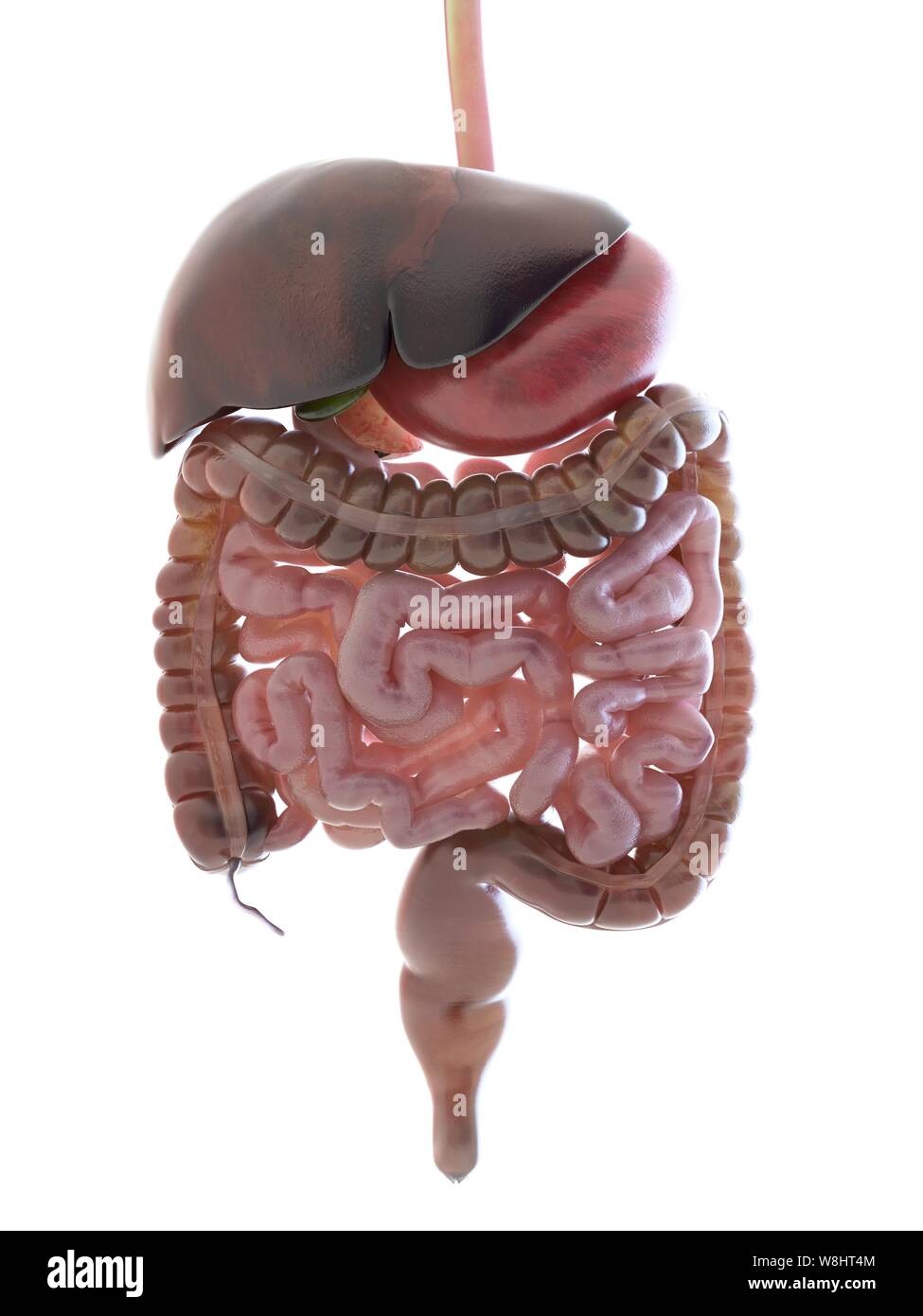 Digestive system, computer illustration Stock Photo - Alamy