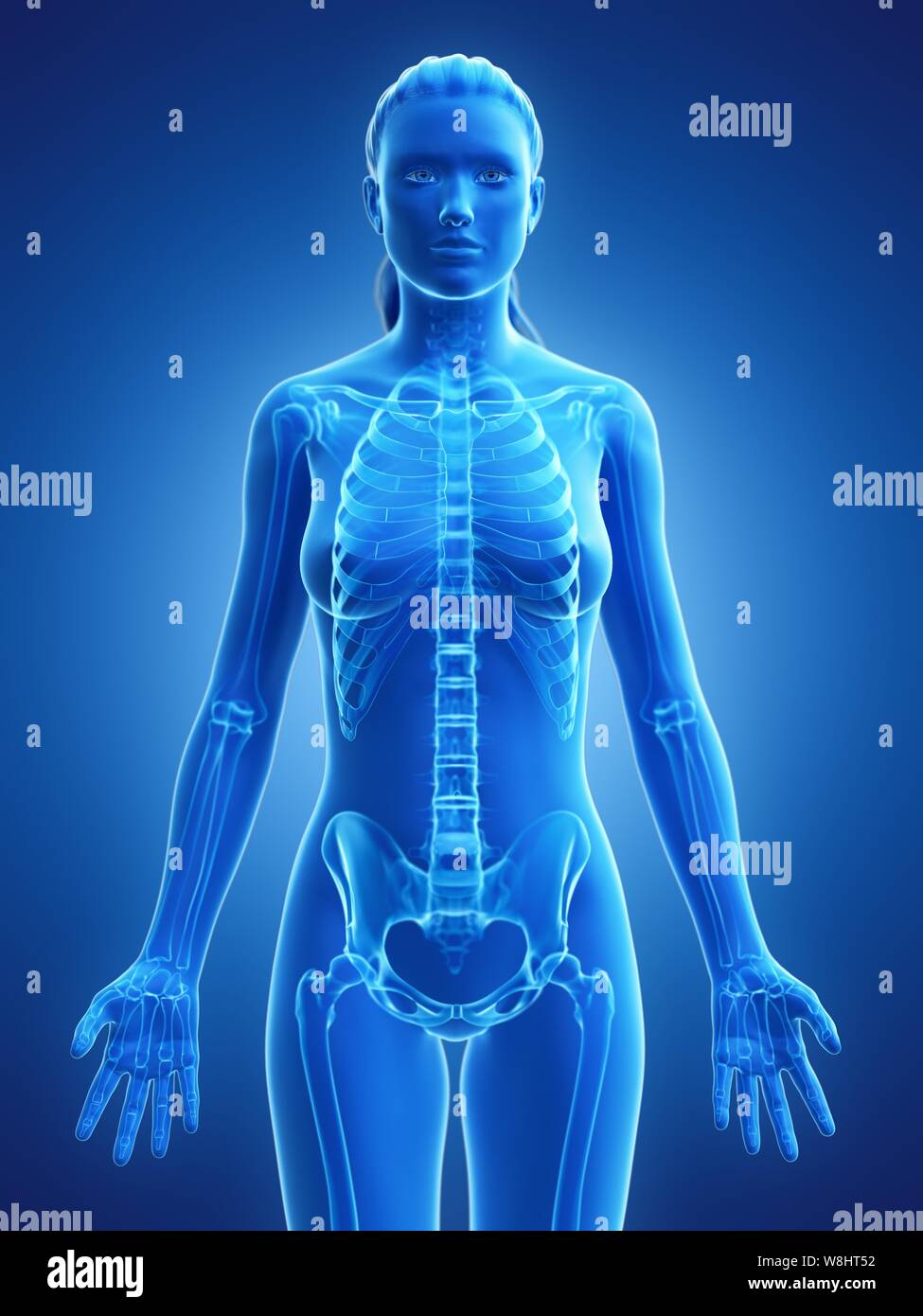 Female skeleton, computer illustration Stock Photo - Alamy