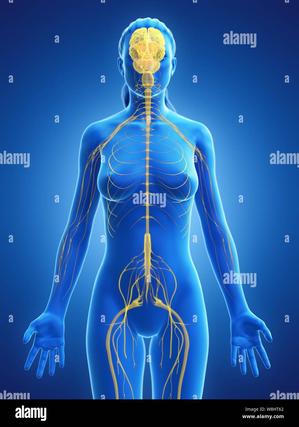 Nervous system, computer illustration Stock Photo - Alamy