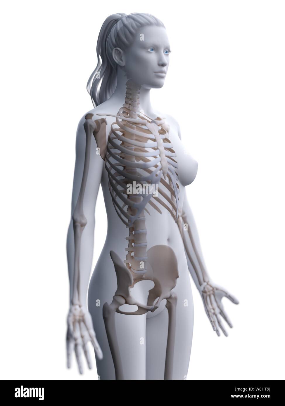 Тело скелета женщины