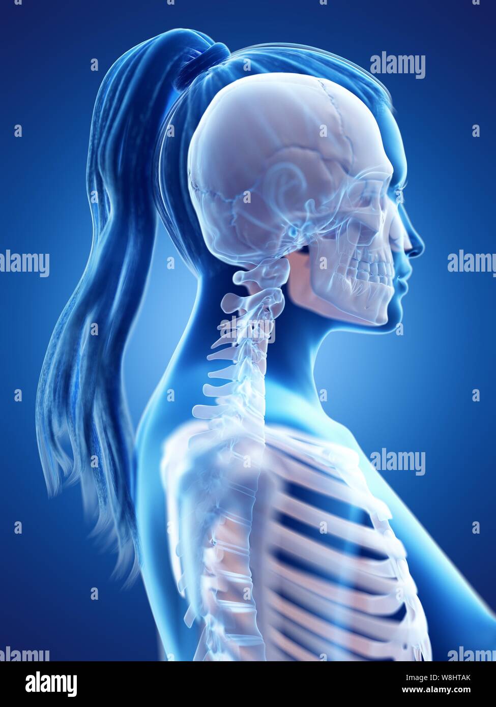 Head and neck anatomy, computer illustration Stock Photo - Alamy