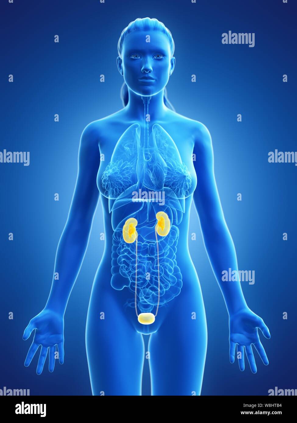 Female urinary system, computer illustration Stock Photo Alamy