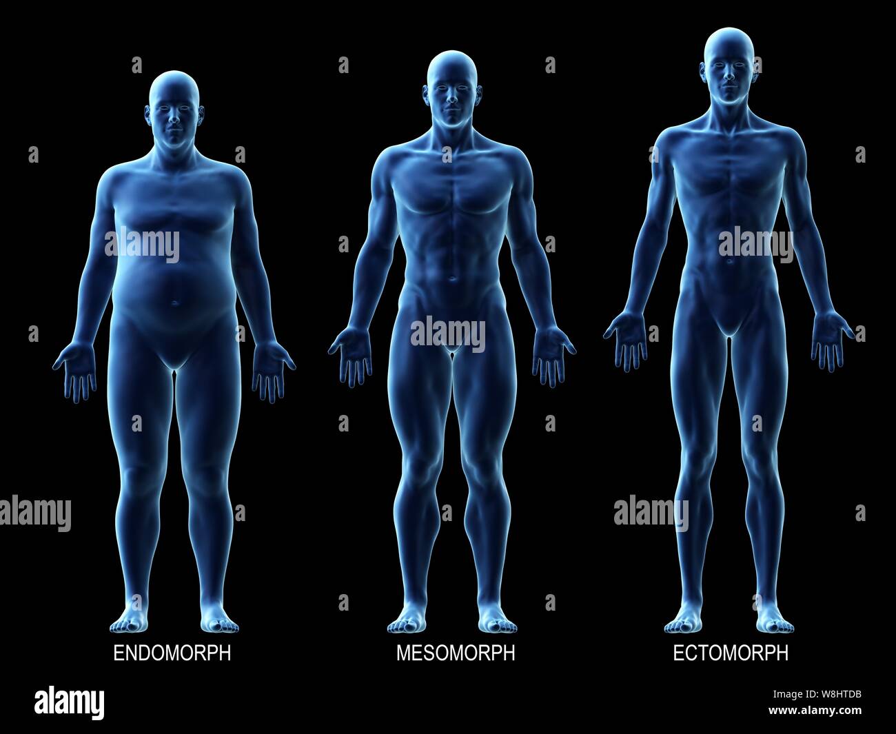 Ectomorph body, Male body, Anatomy