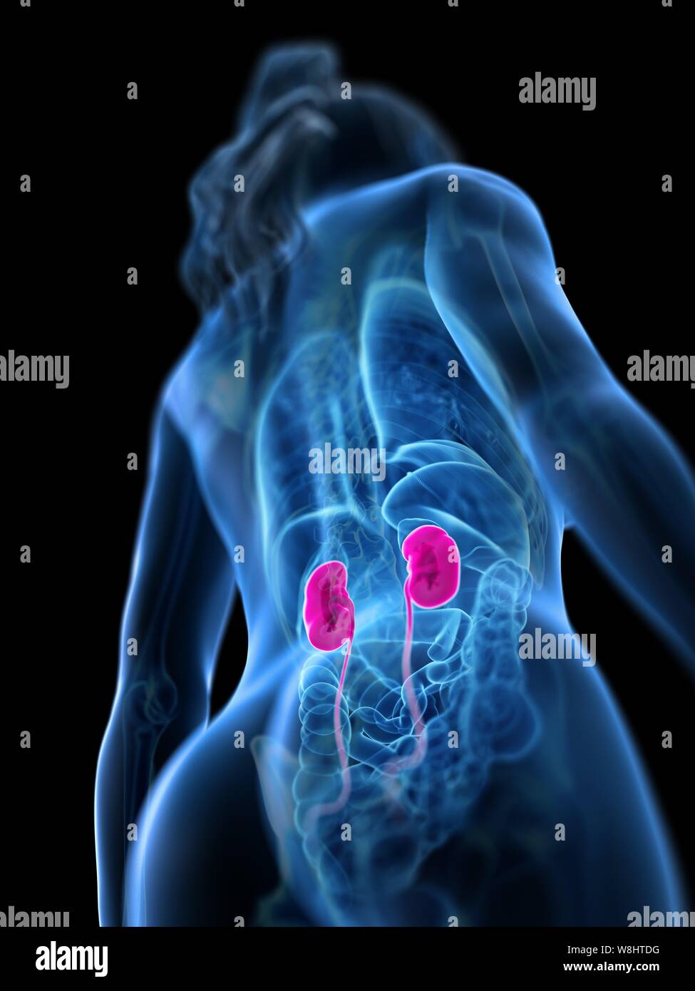Kidney Desktop Kidneys, computer illustration Stock Photo - Alamy
