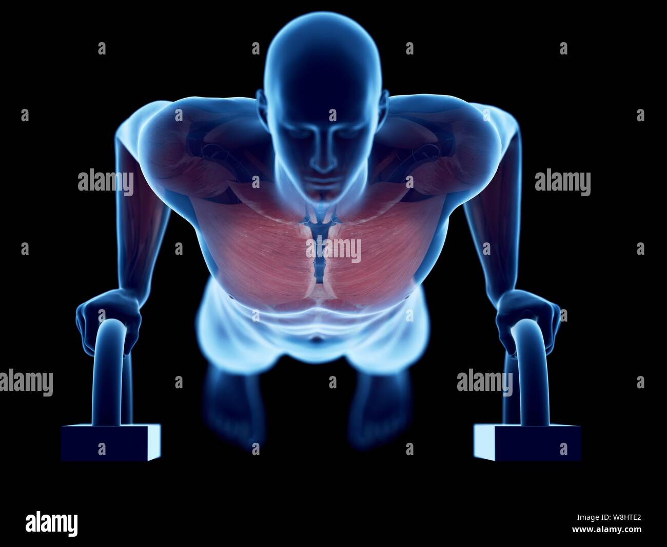 Man doing push-ups, computer illustration Stock Photo - Alamy