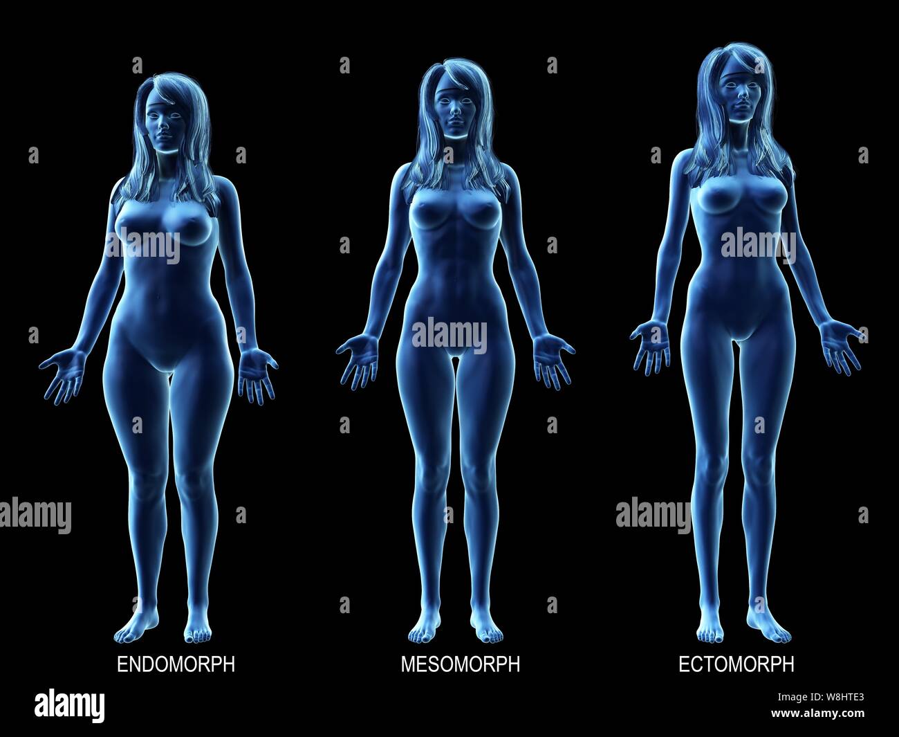 Female body types, computer illustration Stock Photo - Alamy