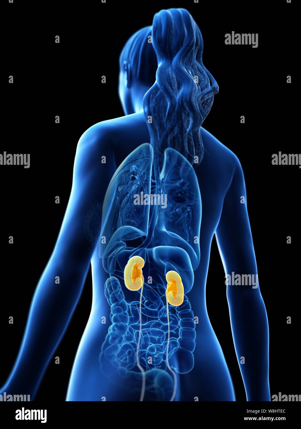 Kidney Desktop Kidneys, computer illustration Stock Photo - Alamy