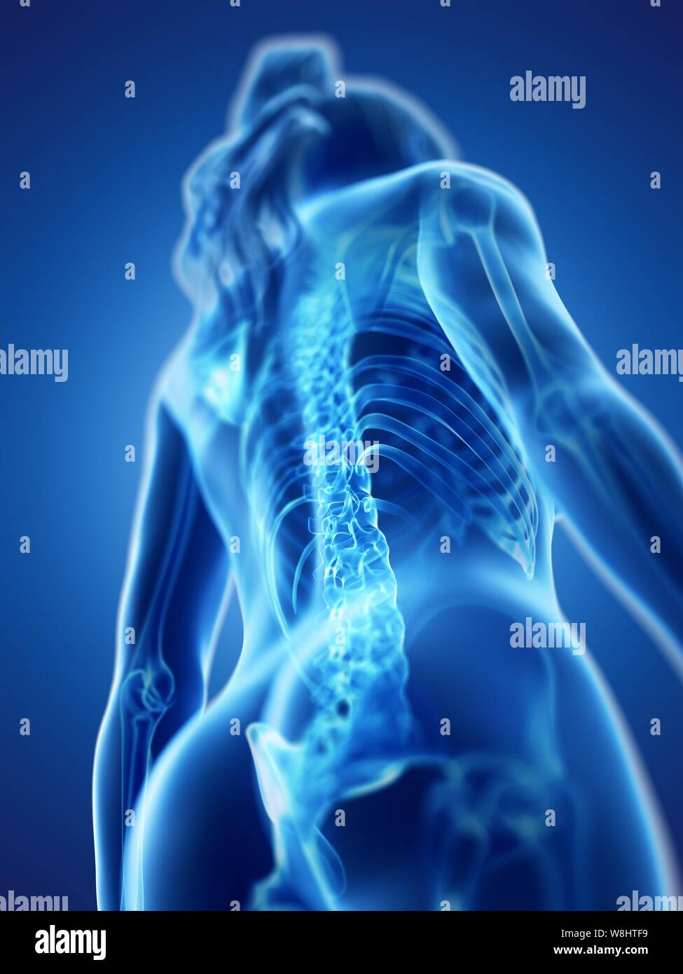 Spine, computer illustration Stock Photo Alamy