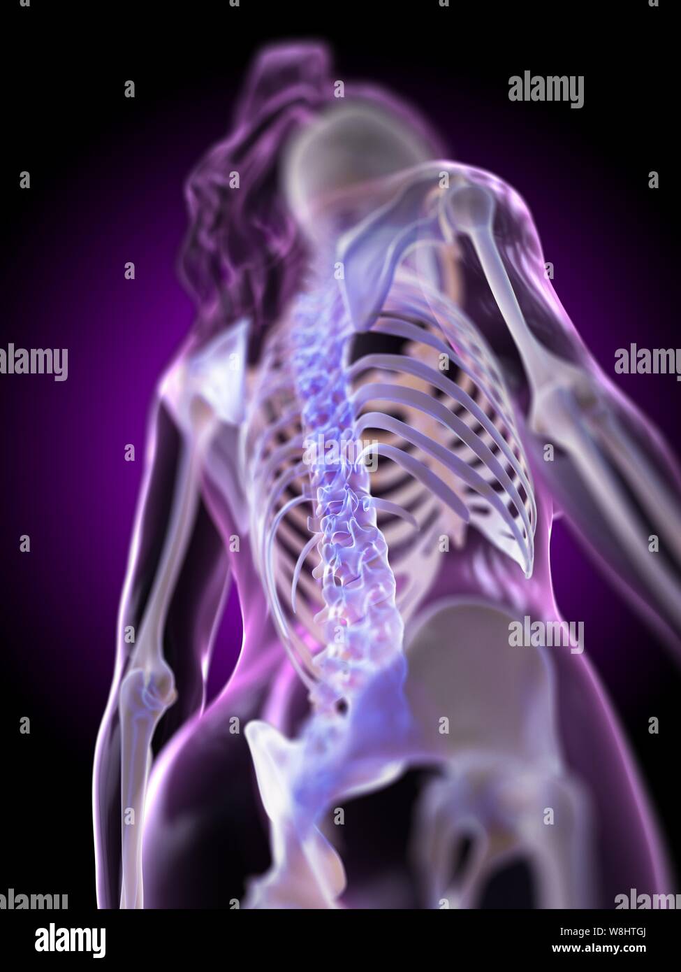 Spine, computer illustration Stock Photo Alamy
