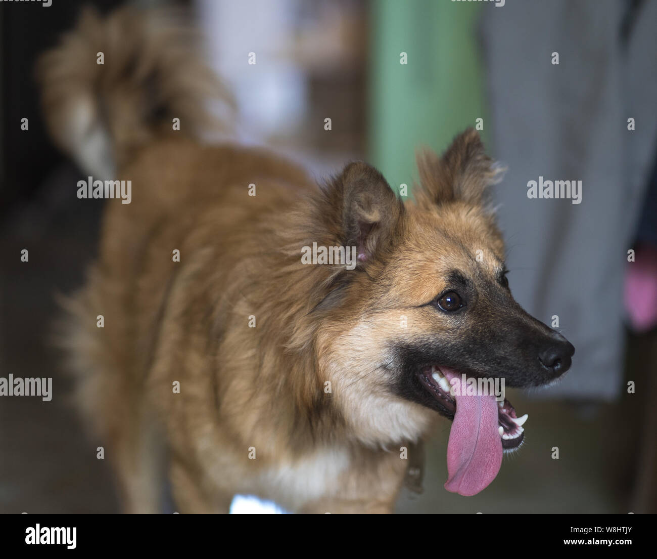 A mongrel, mixed-breed dog or mutt. A shot of mixed breed dog focused on the muzzle of the dog with a tongue out. Cute mixed-breed dog indoors Stock Photo