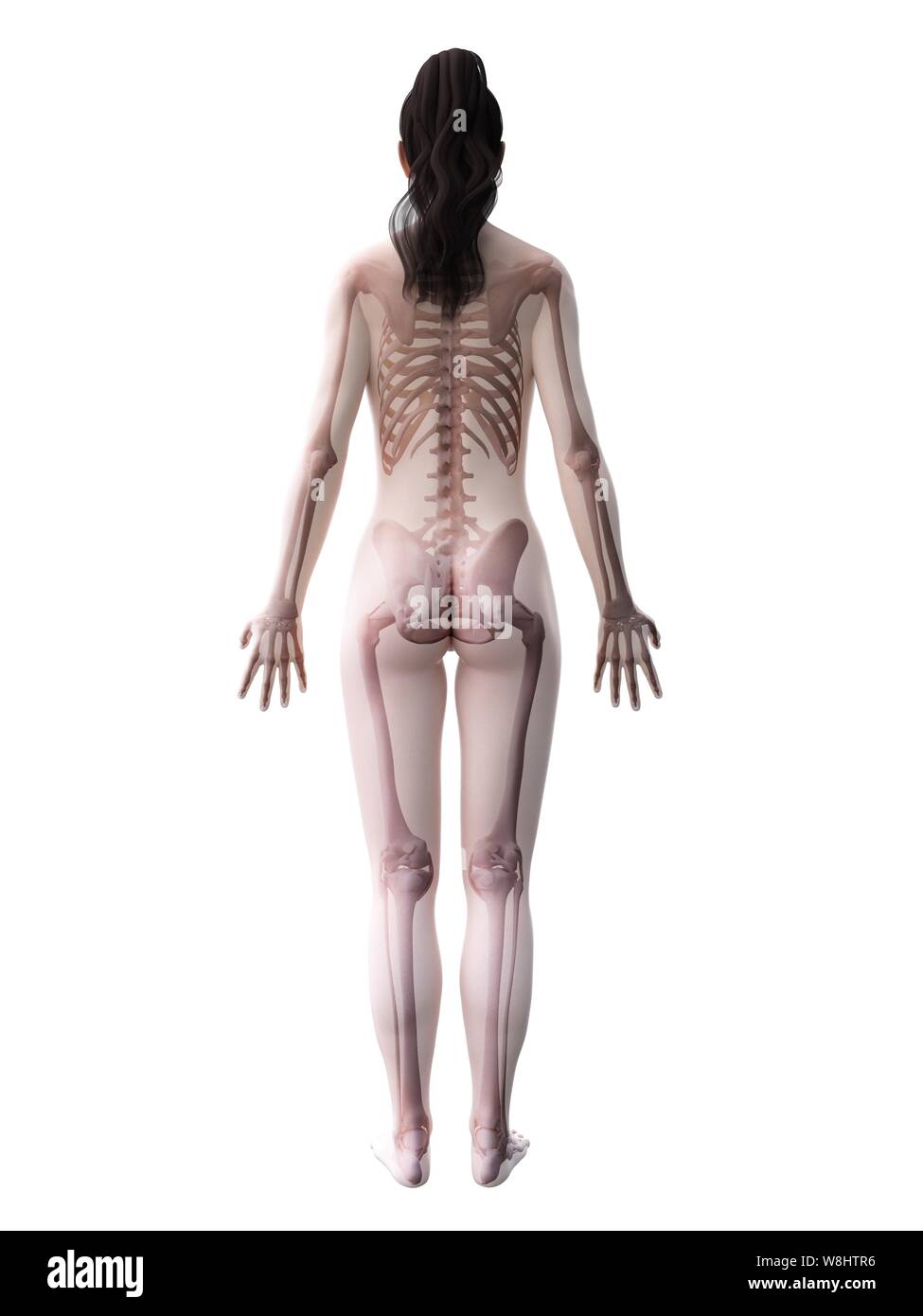 3d body white female Cut Out Stock Images & Pictures - Page 2 - Alamy