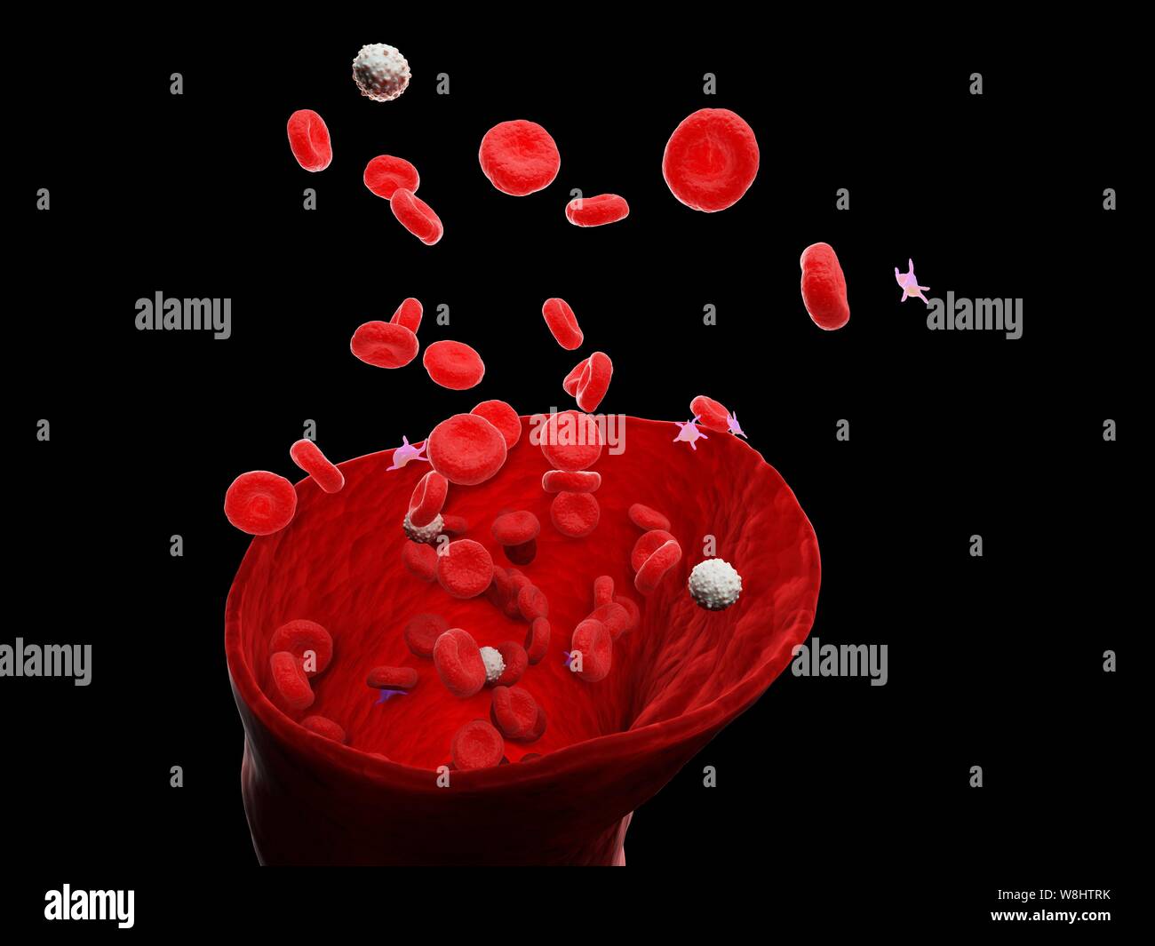Blood vessel, computer illustration. Stock Photo