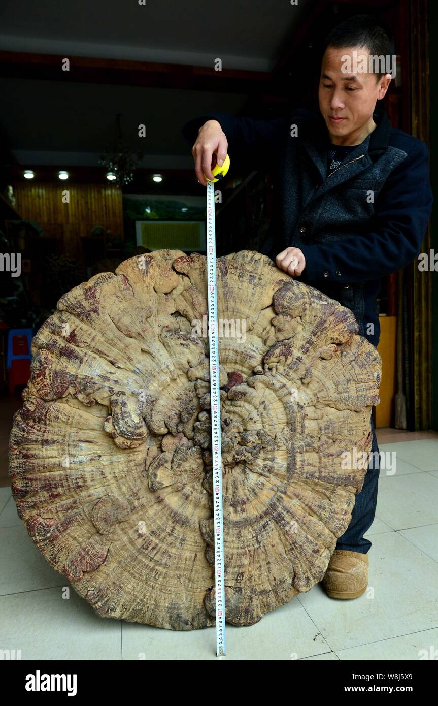 Wei Fangning measures the diameter of a giant mushroom (ganoderma lucidum) in his local specialties shop in Hezhou city, south Chinas Guangxi province Stock Photo