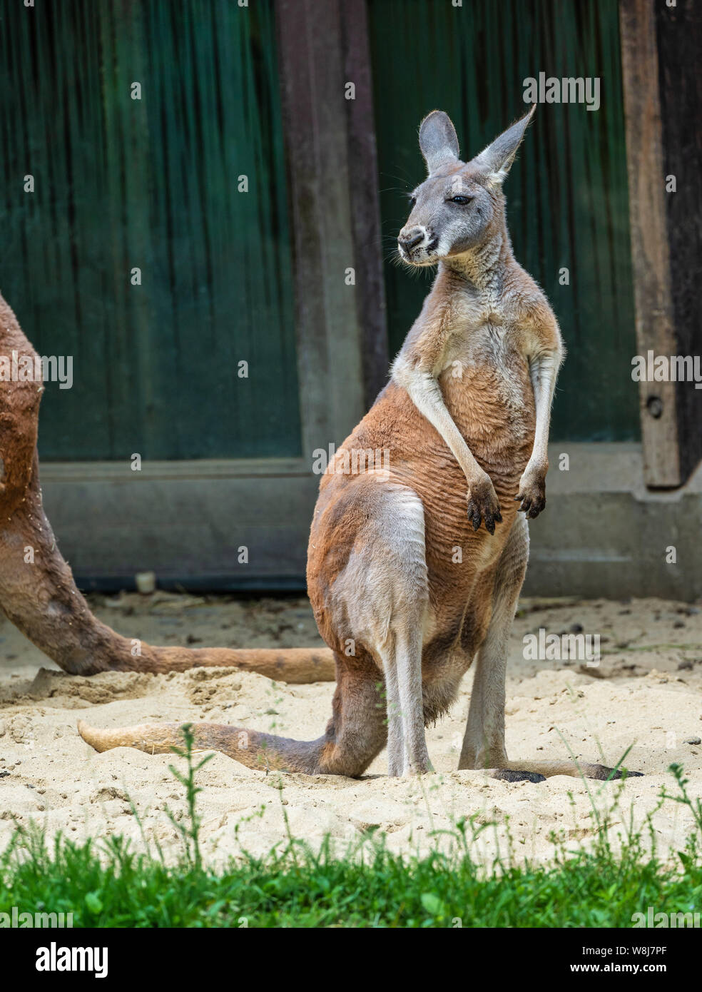 The red kangaroo, Macropus rufus is the largest of all kangaroos, the largest terrestrial mammal native to Australia, and the largest extant marsupial Stock Photo