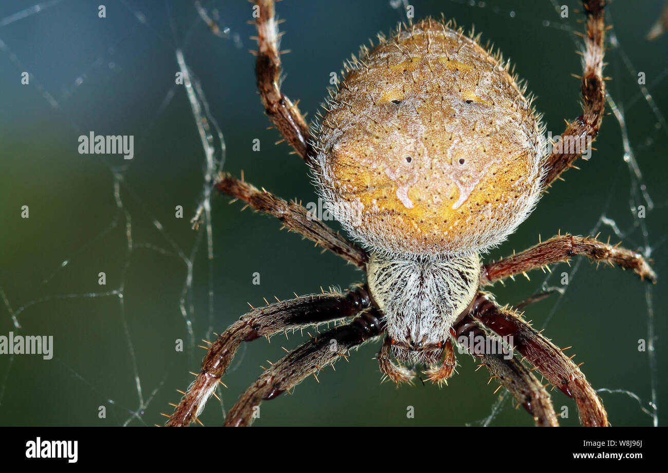 Golden Orb Weaver Arachnoid Up Close Macro of an Australian Spider Stock Photo