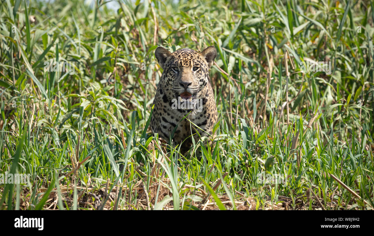 Jaguar Stock Photo