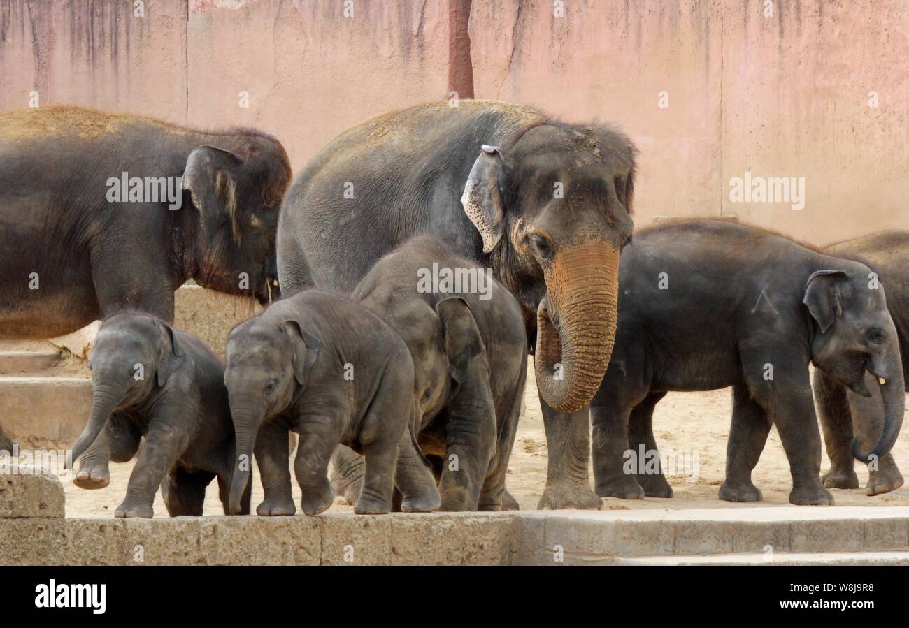 Elefanten - Elefants Stock Photo