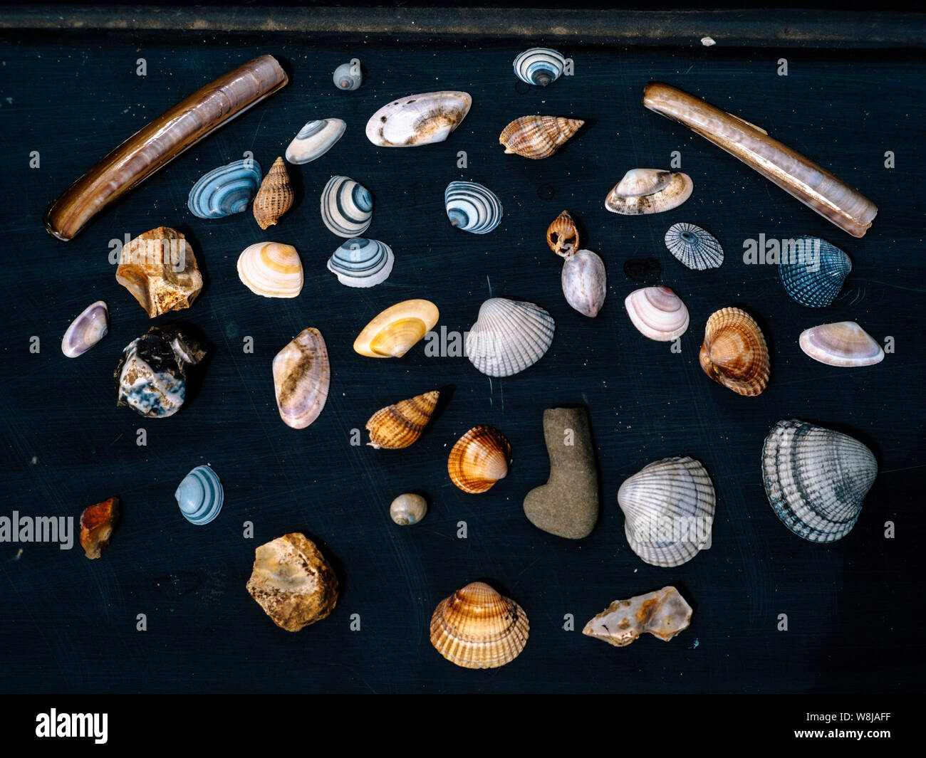 Collection of seashells Stock Photo