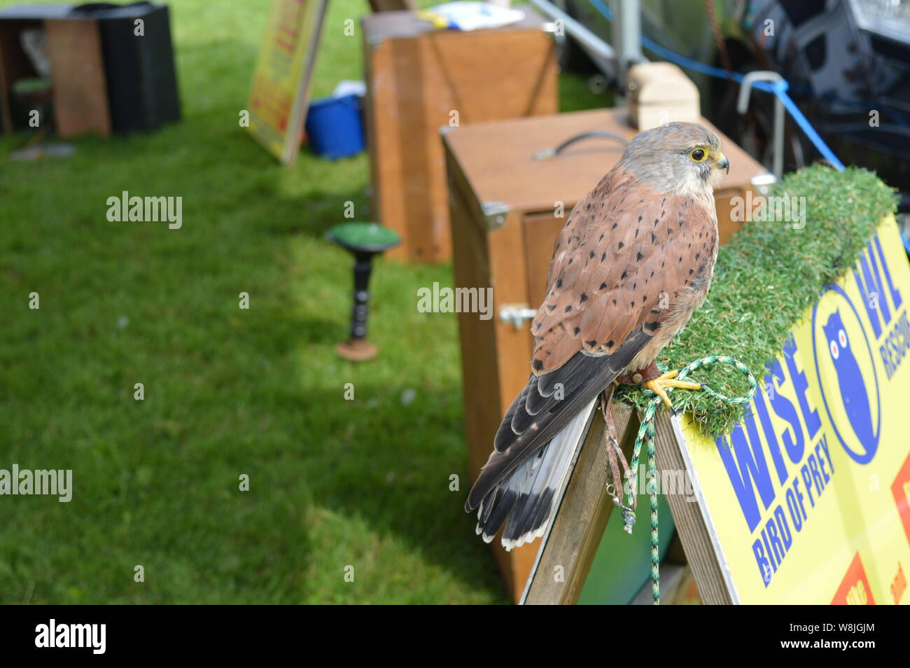 Wild birds show owls Eagle UK England Stock Photo